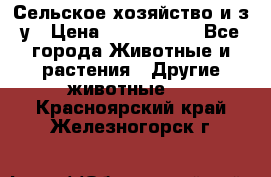 Сельское хозяйство и з/у › Цена ­ 2 500 000 - Все города Животные и растения » Другие животные   . Красноярский край,Железногорск г.